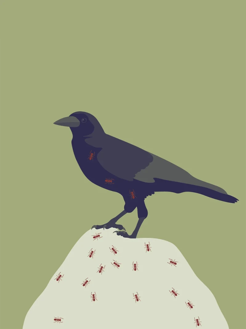 Navigating Biodiversity – Zoopharmacognosy – editorial illustration by Robert Fiszer