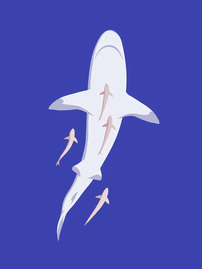 Navigating Biodiversity – Phoresy – editorial illustration by Robert Fiszer